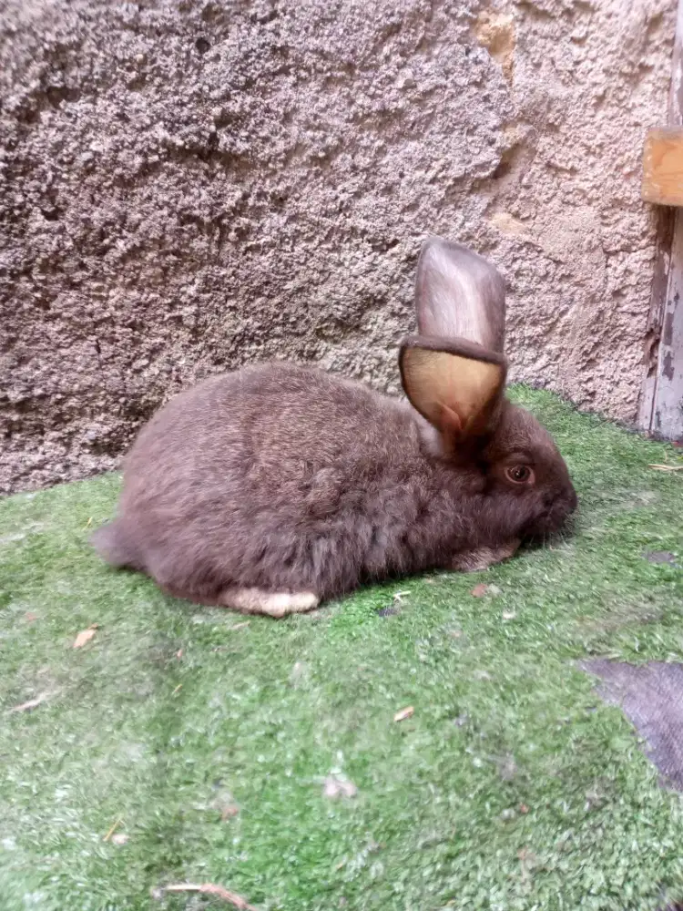 Kelinci Flemish Giant anakan