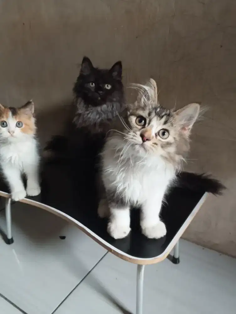 Kucing Persia kitten