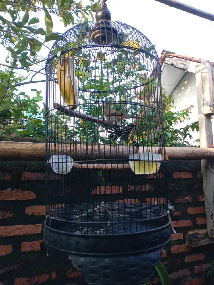 Burung crukcukan