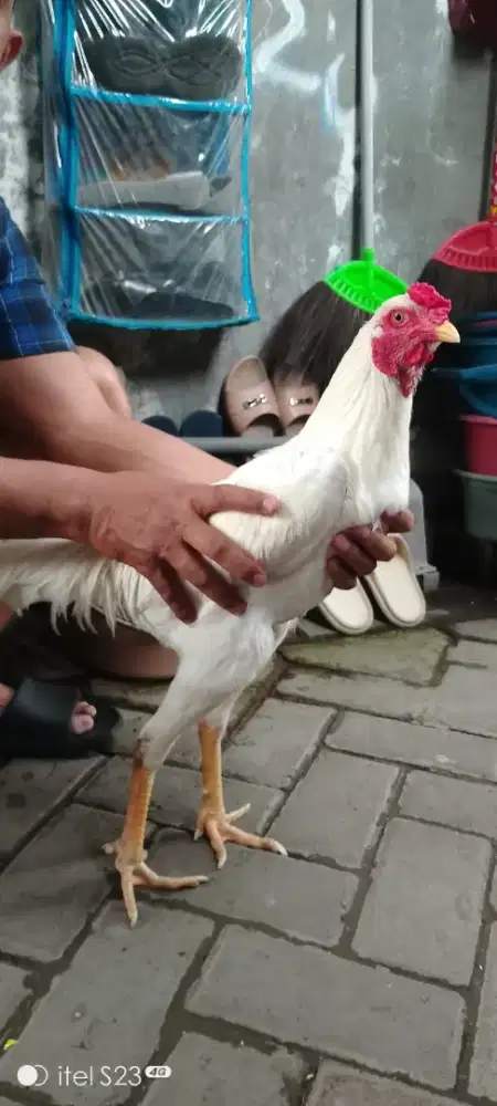 Jago muda,umur 1th_an,putih