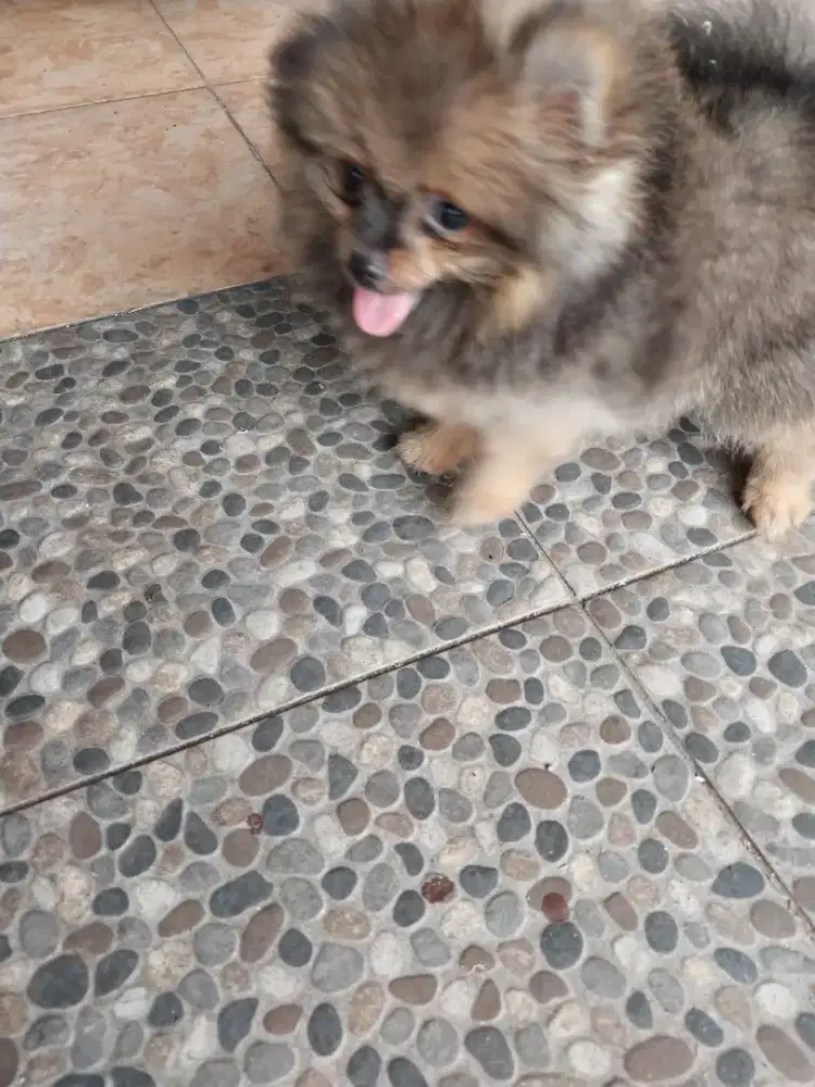 Anjing minipom di jual