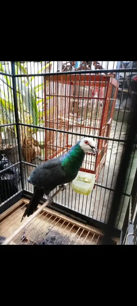 Tekukur merpati hutan cetrekan buat koleksi