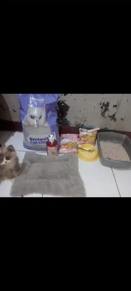 Anak Kucing anggora