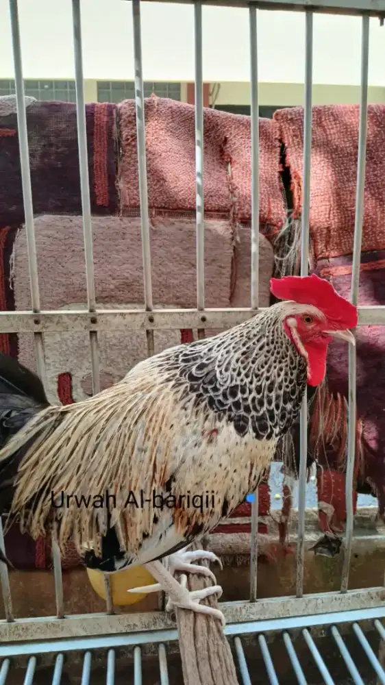 Ayam bekisar Wido Kembang (Silangan ayam hutan hijau y betina kampung)