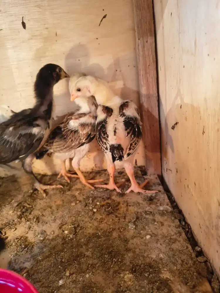 Jual cepat anak ayam kampung