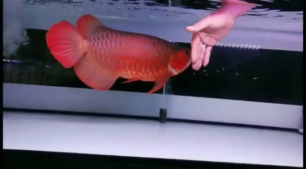 Syper Red Sumo ITL Jagung Murni 55cm Up
