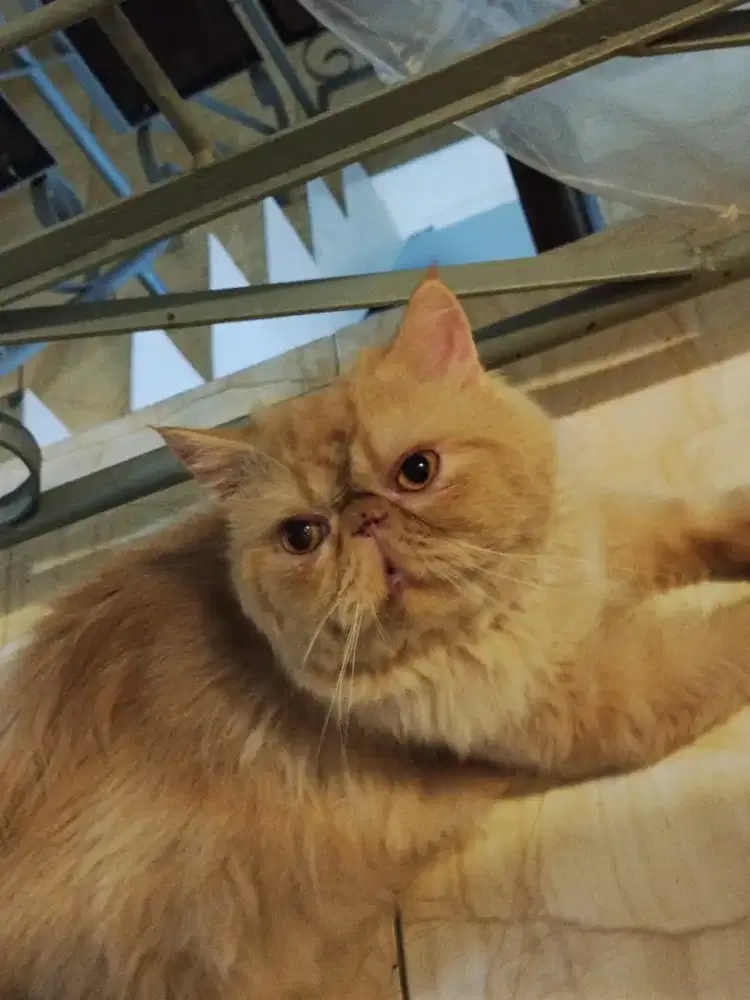 Kucing Persia Peaknose