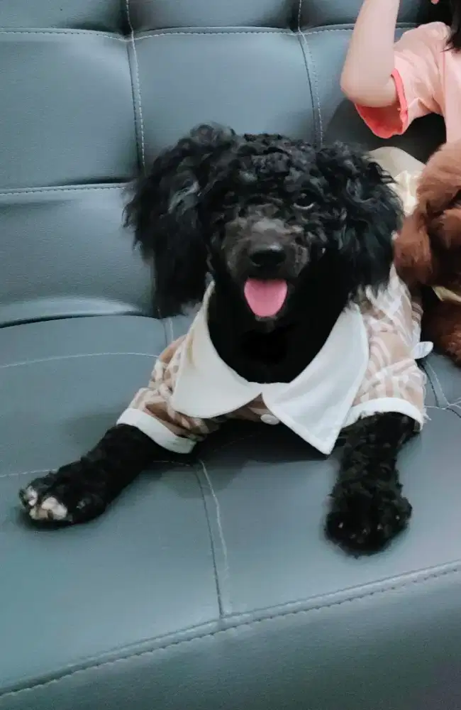 Poodle jantan stb