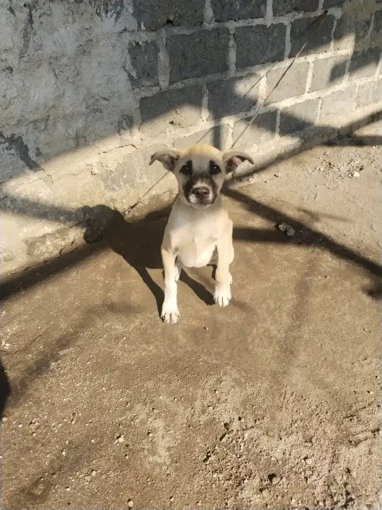 di jual anjing 5bulan