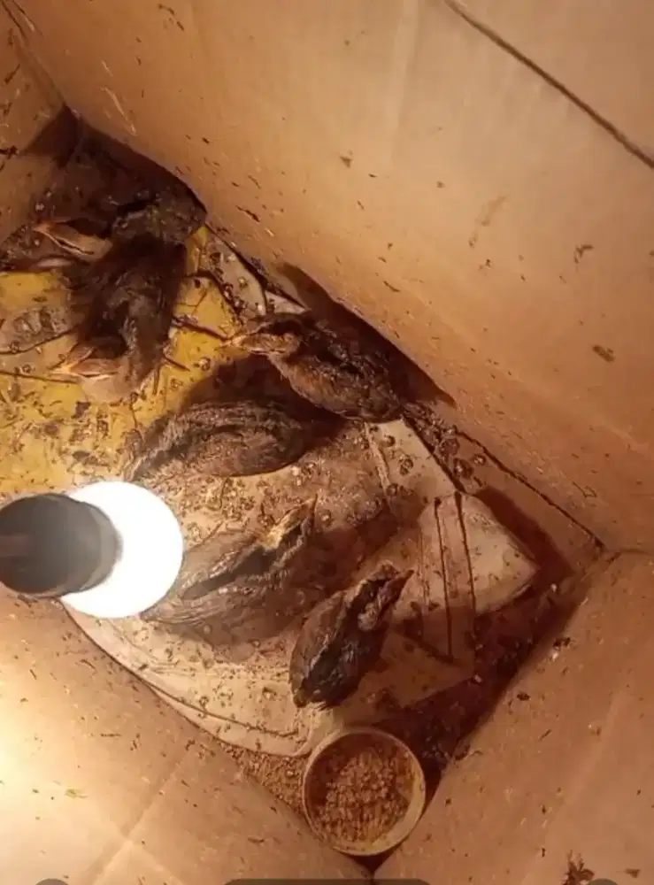 Ayam hutan hijau
