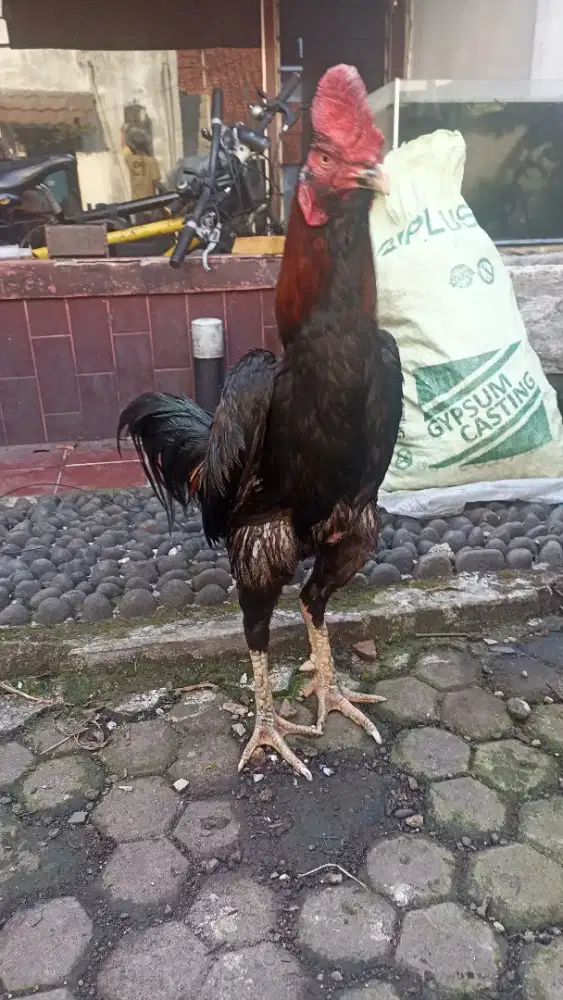 ayam mangon khusus pacek