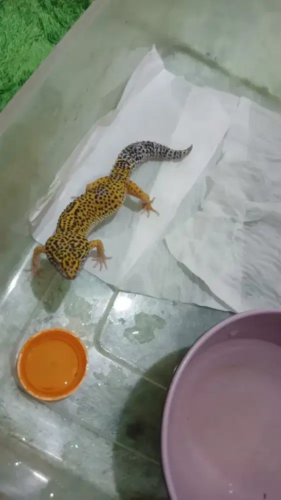 Jual leopard gecko