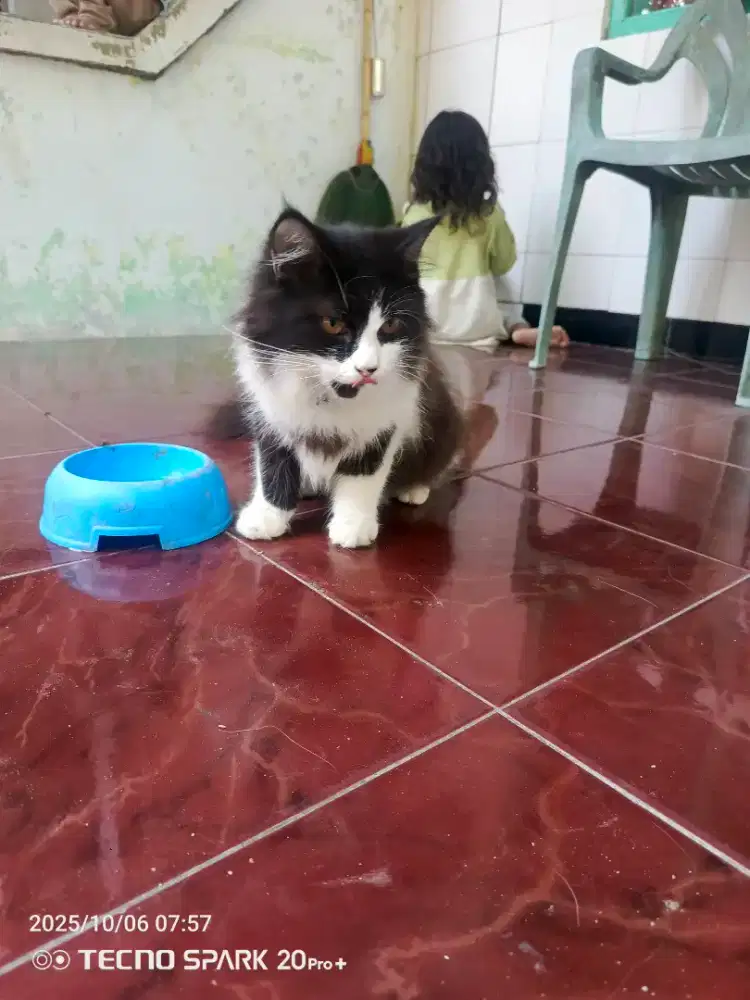 Lepas Adopsi Kucing Persia Full Gembul 6 Bln