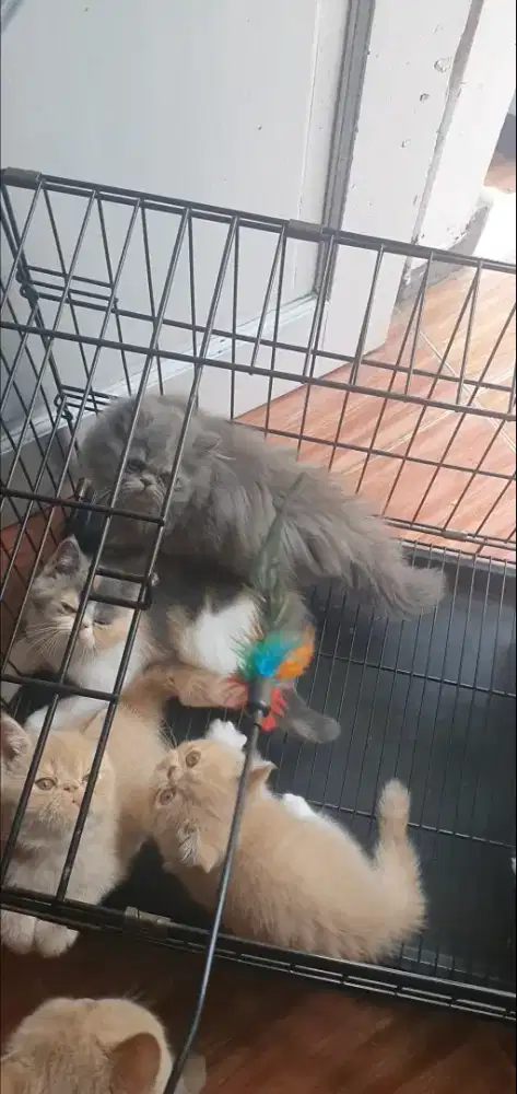 Kitten peaknose