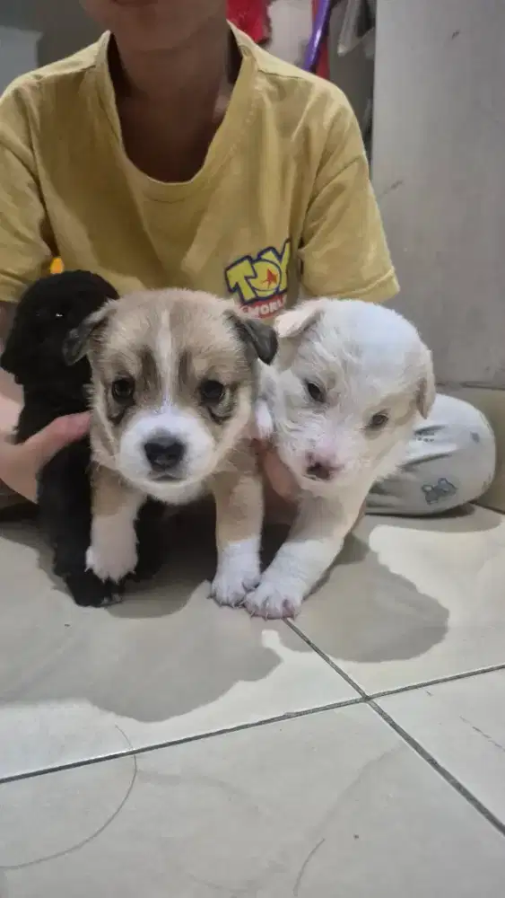 Anjing  mix Jack Russel + corgi