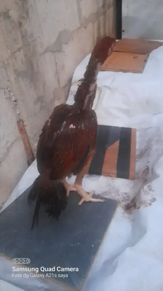 Ayan aseel parot 4 bulan.