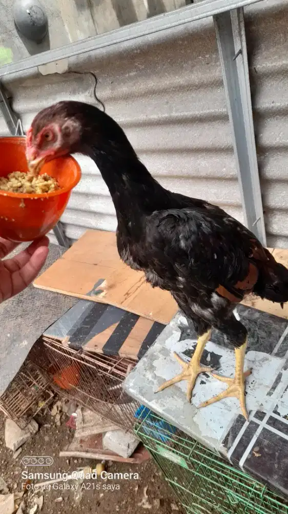 Ayam shamo 3bulan