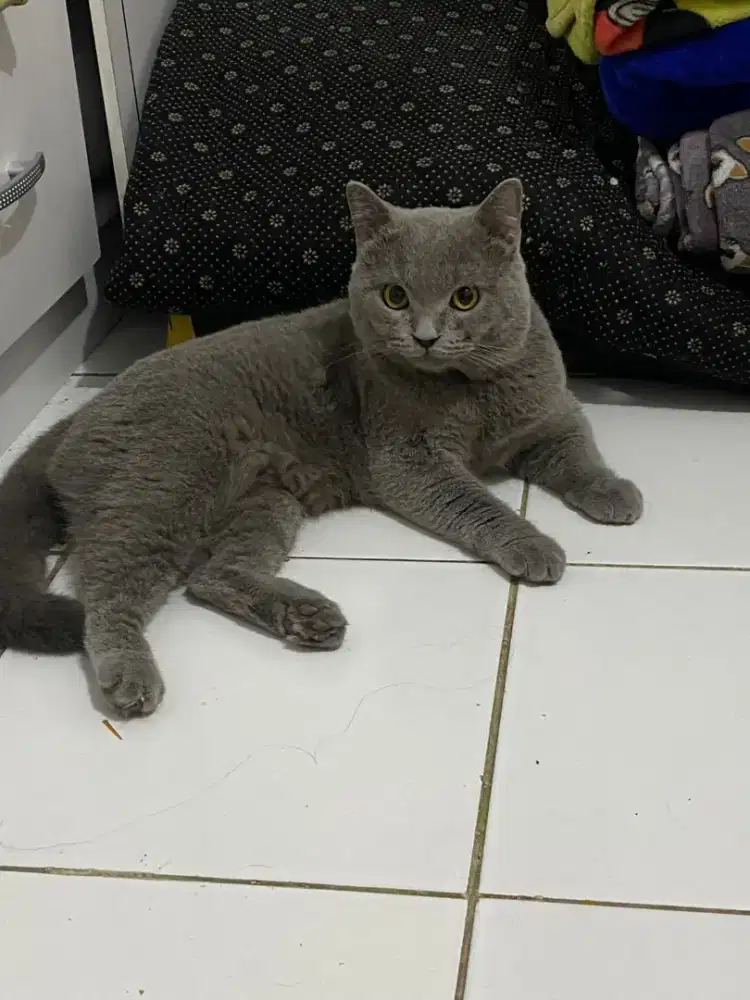 Kucing BSH Nonped