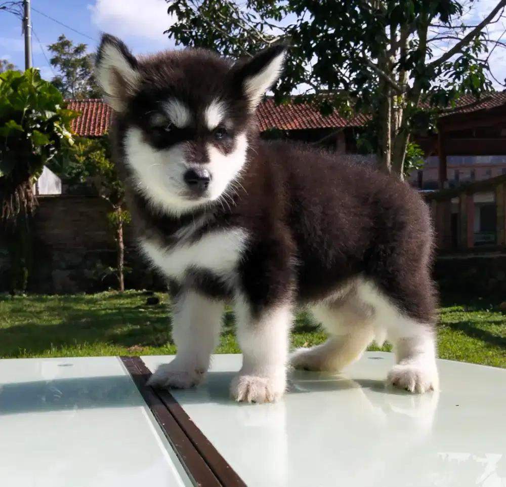 Alaskan malamute puppy black bagus murah