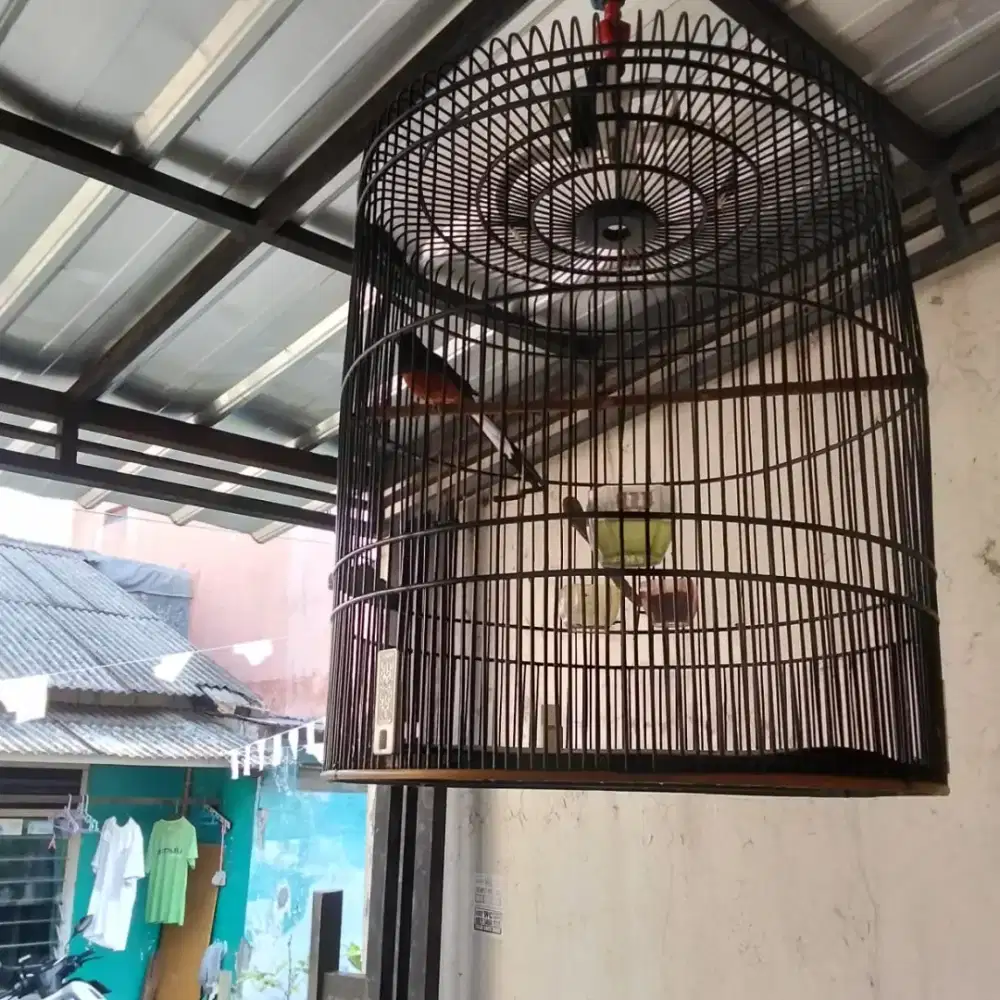 Burung Murai gacor