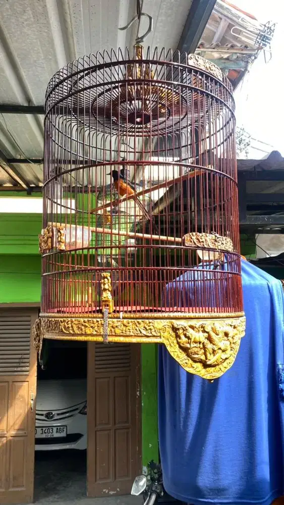 Murai gacor harian kurung ukir mewah