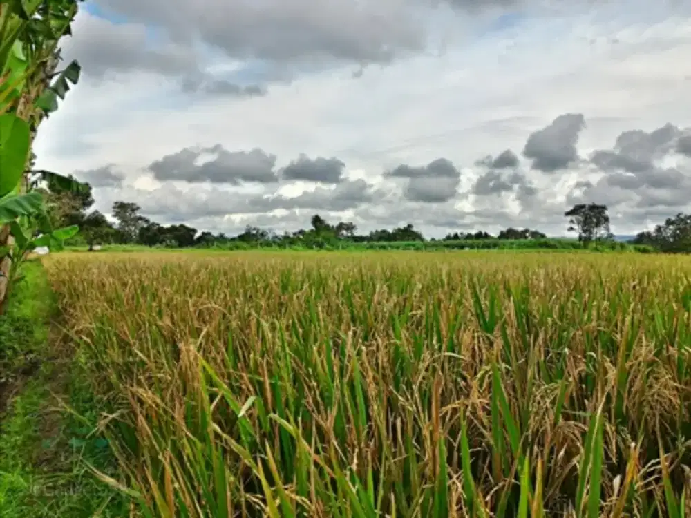Di jual tanah sawah bekasi