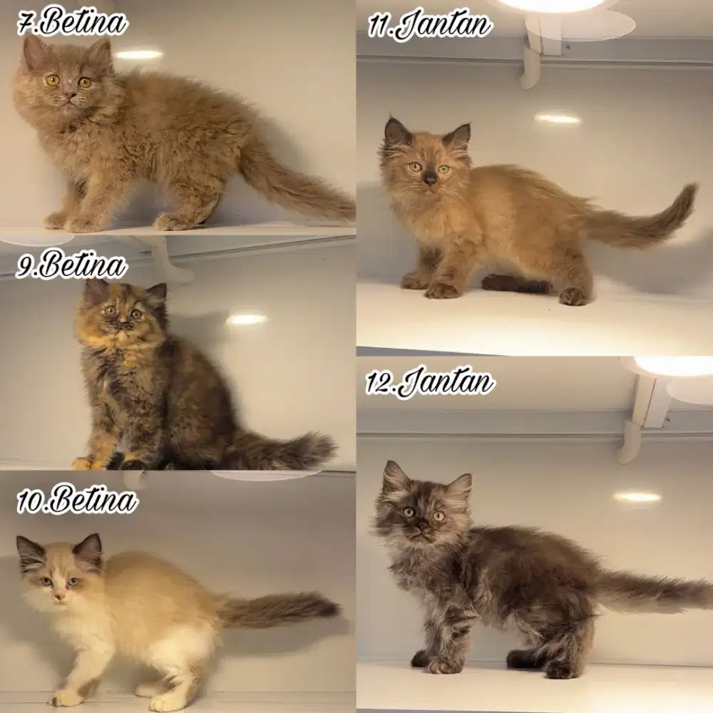 Penitipan hewan, adopsi kucing, groming,pacak , perlengkapan dll