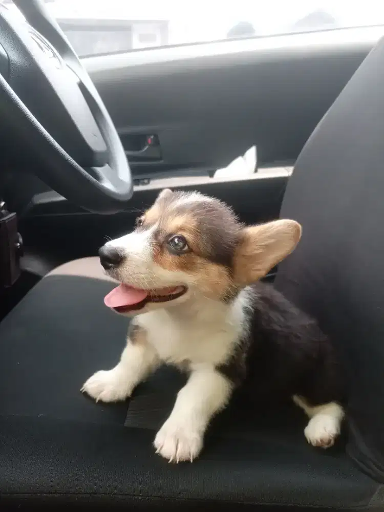 Anak Puppies Puppy Anjing Pembroke Welsh Corgi