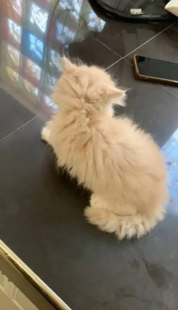 persimed cewek longhair