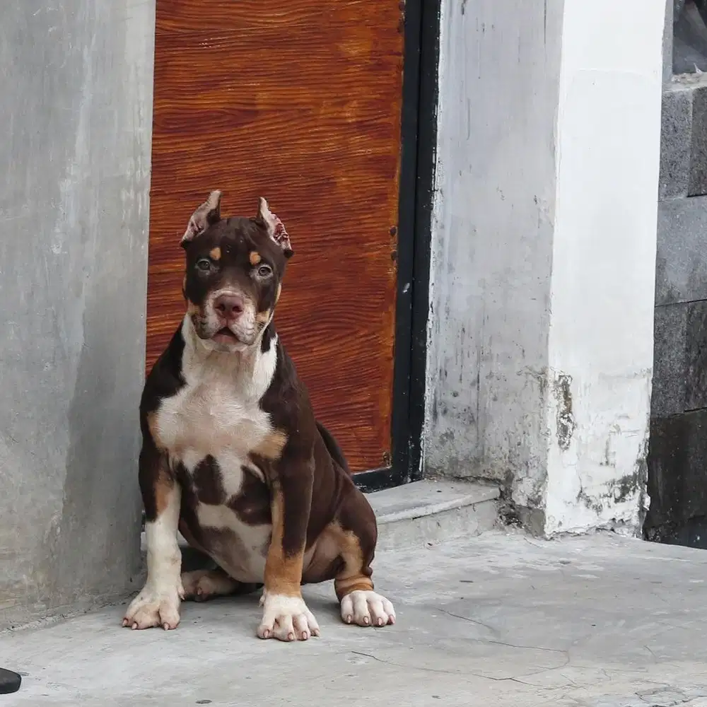 Pitbull betina mewah