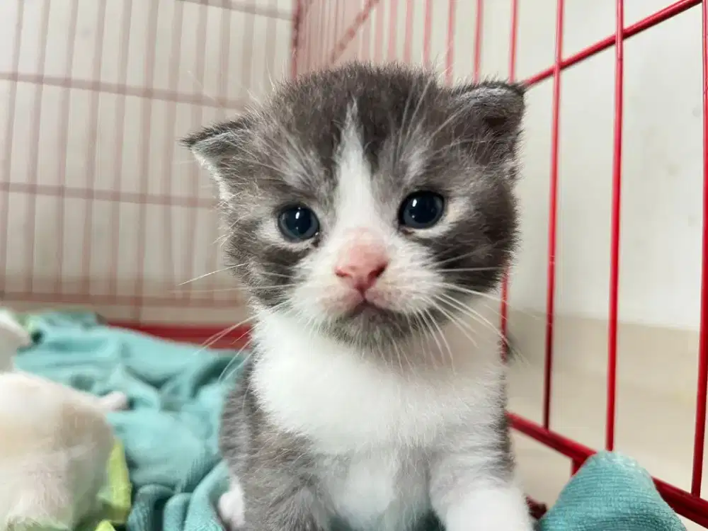 Scottish fold (anak kucing)