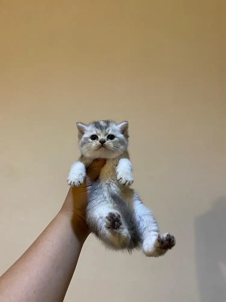 Open adopt kitten BSH pure