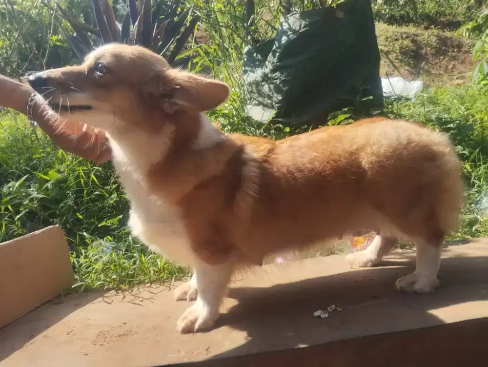 Corgi betina indukan