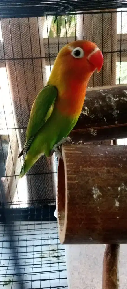 Burung Lovebird josan, balibu, prediksi jantan.