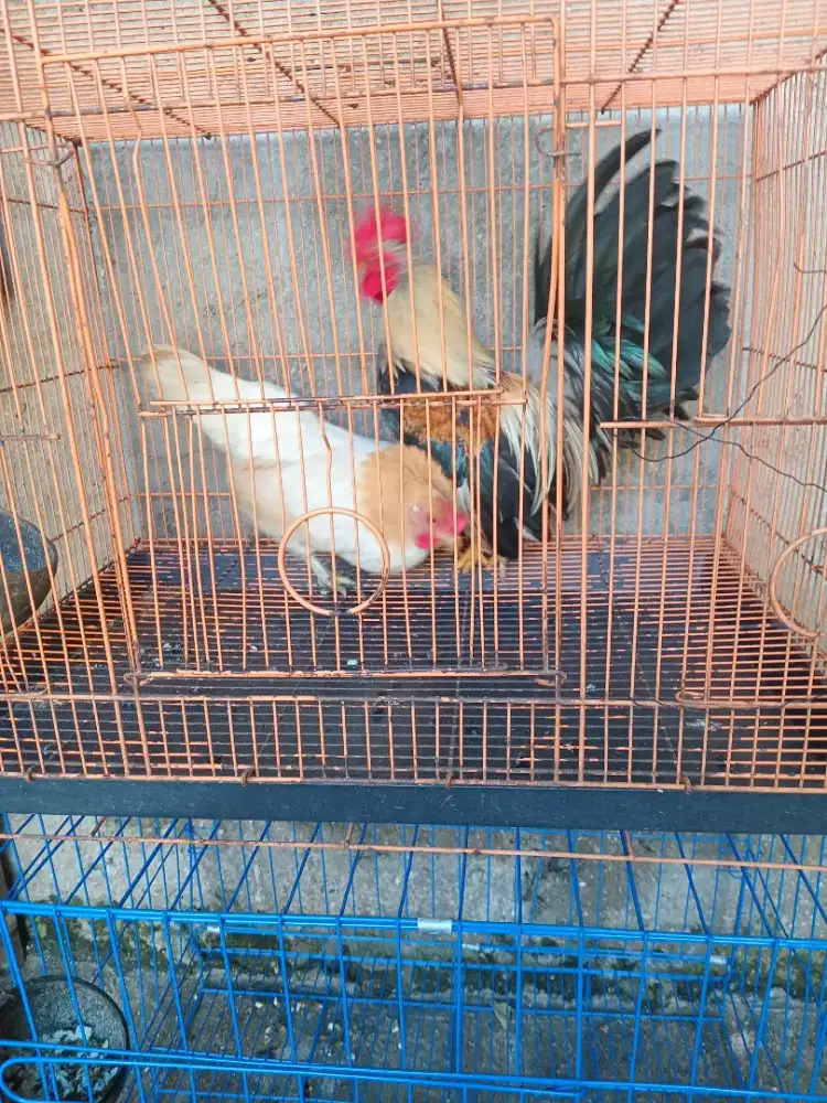 Ayam kate sepasang