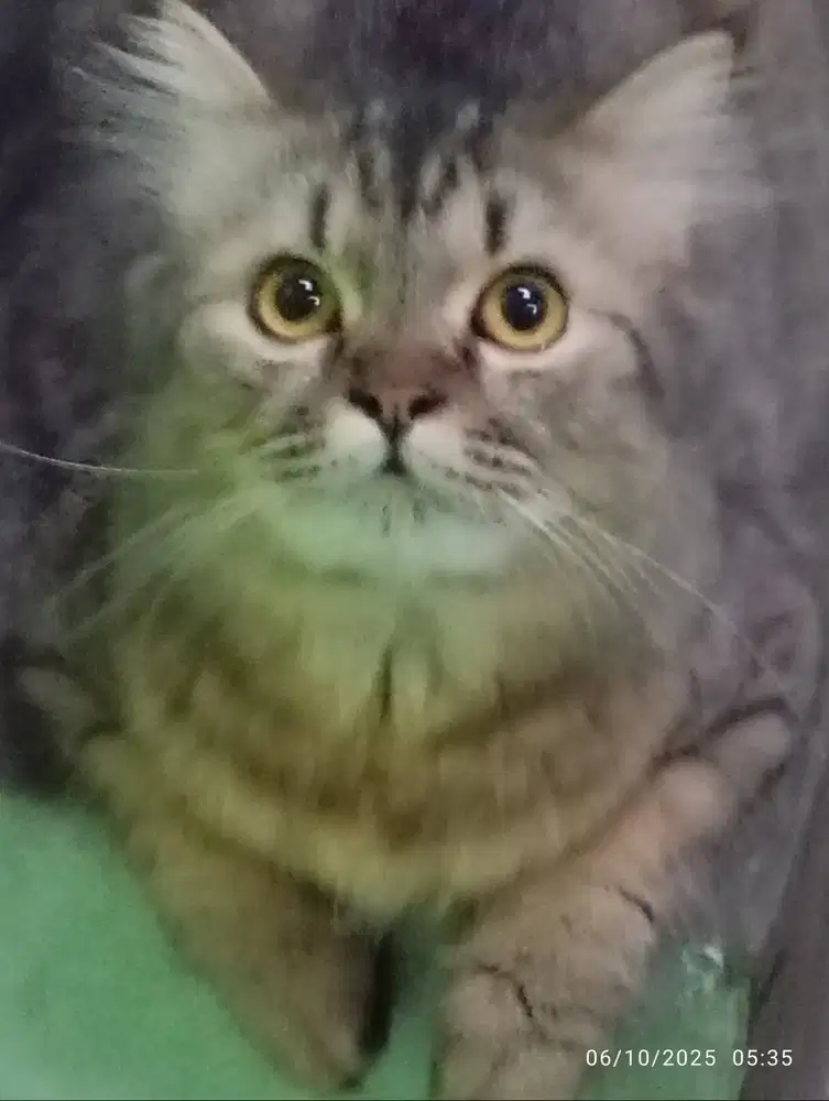 Kucing Gembul turunan Persia Bigbone vs Mixdome Anggora