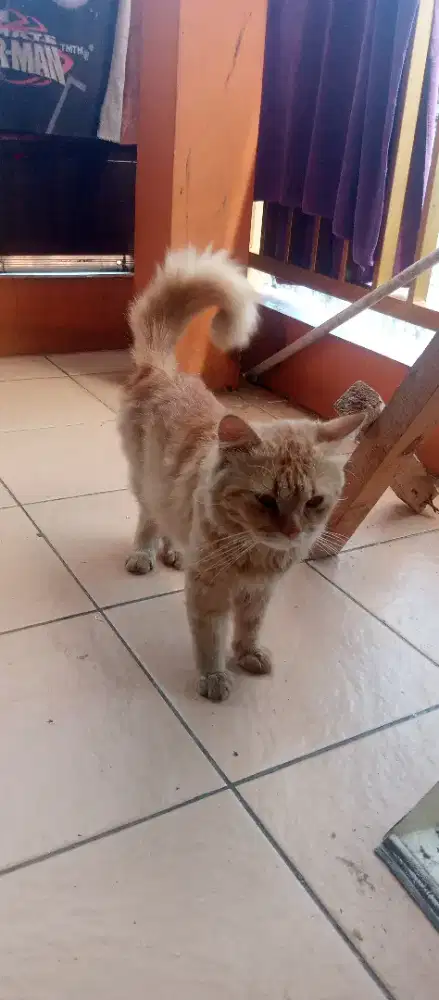 Kucing anggora murah warna kuning