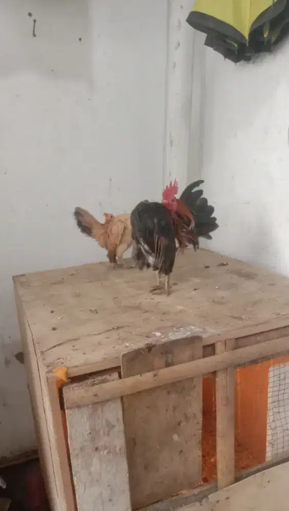 Ayam Serama jantan