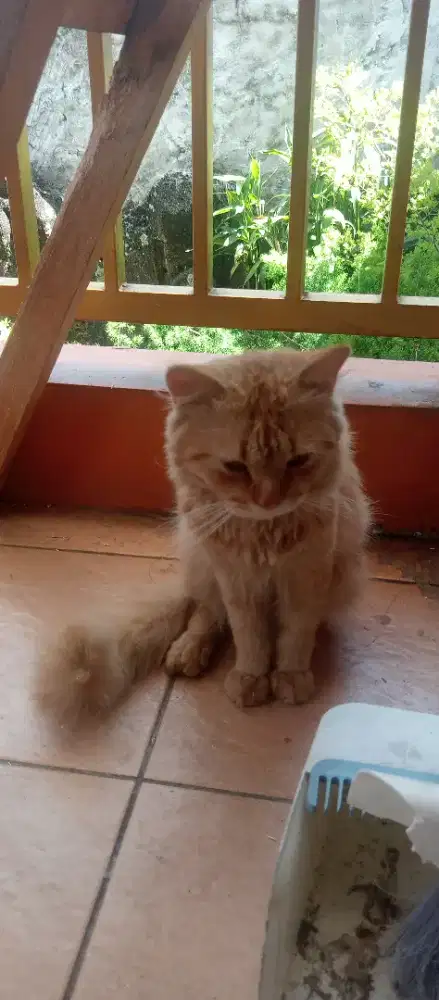 Kucing anggora murah warna kuning masih bagus
