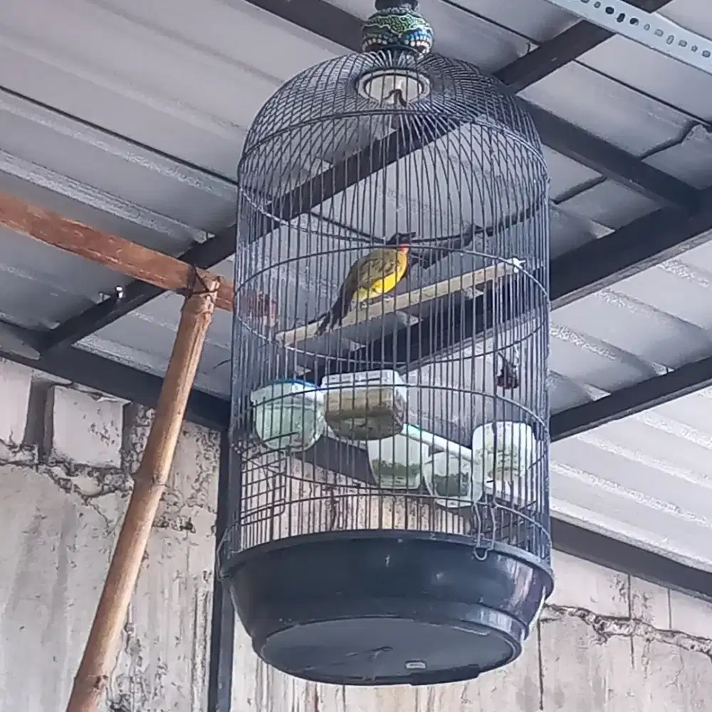 Burung kutilang mas