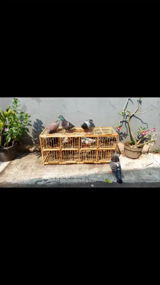Merpati tinggi dan kolongan