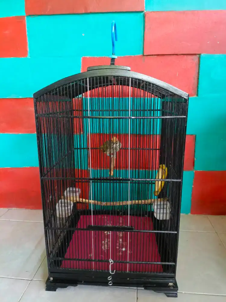 Cucak Rowo Dewasa Trah Hutan