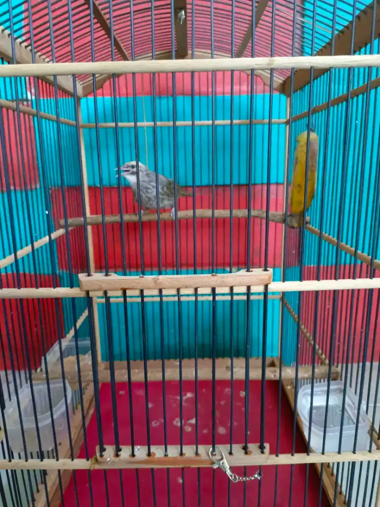 CUCAK ROWO MUDA TRAH HUTAN