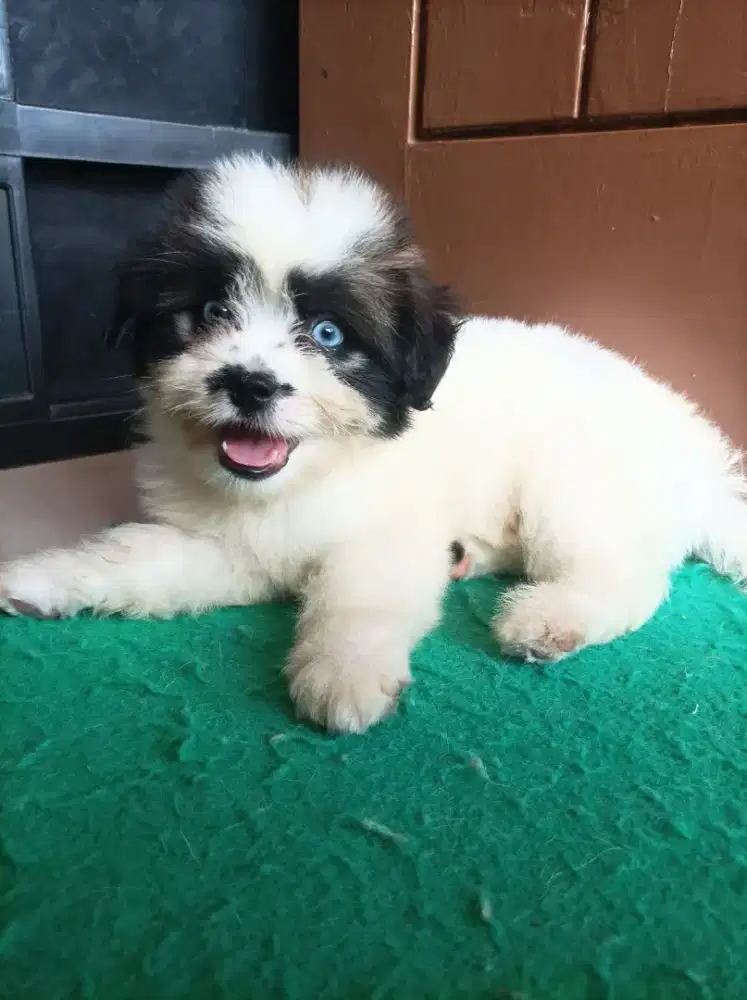 Shih Tzu puppies