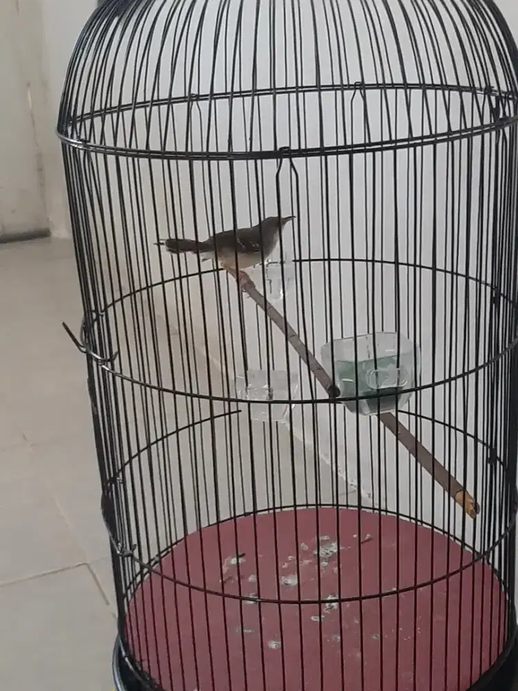 Burung semi ciblek jantan ak 47