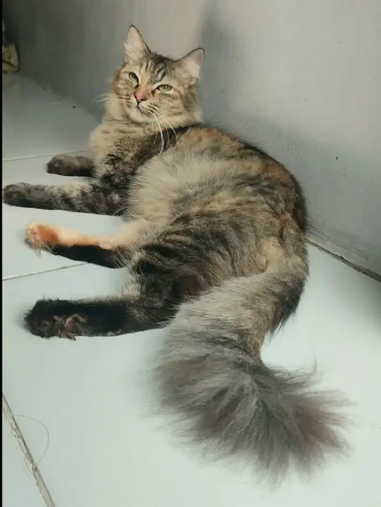 KUCING PERSIA MEDIUM BETINA DEWASA