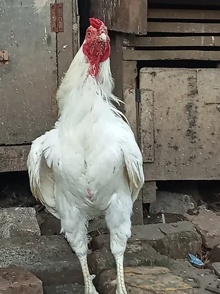 Ayam jago putih mulus