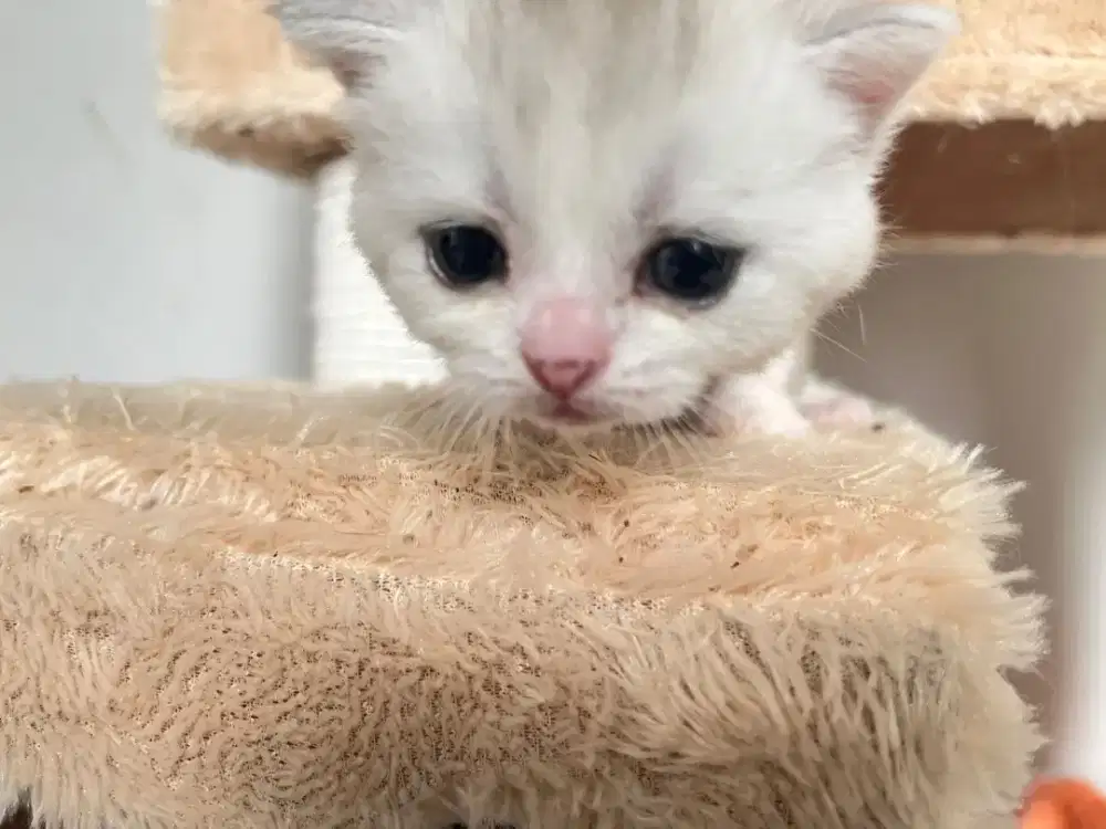 Scottish fold (anak kucing)