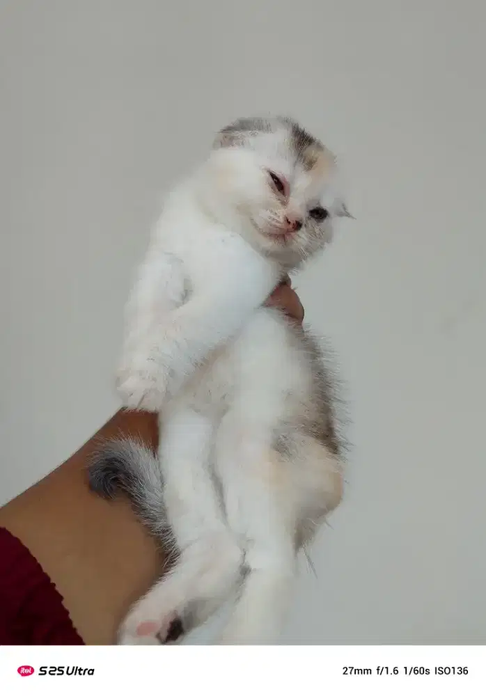 Scottish fold (anak kucing)