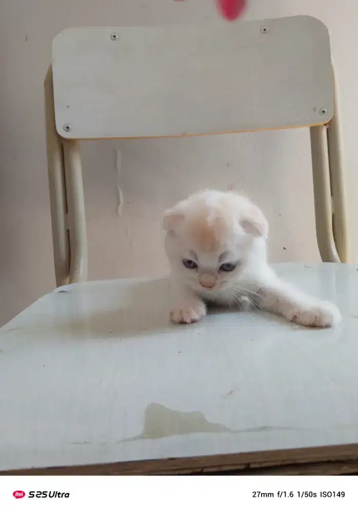 Scottish fold (anak kucing)